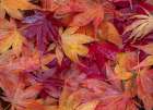 USA-Washington State-Pacific Northwest-Sammamish and red Japanese Maple leaves fallen on ground Art Print
